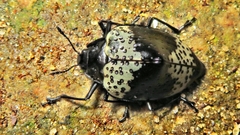 Cypherotylus tigrinus