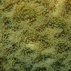 Fimbriaphyllia ancora