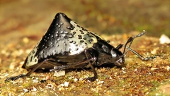 Cypherotylus tigrinus