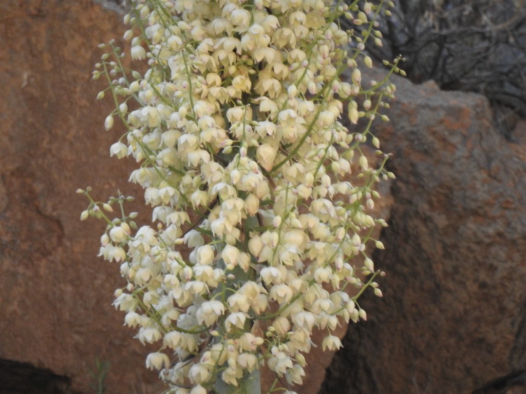 Hesperoyucca newberryi