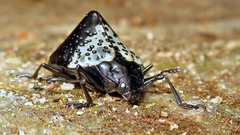 Cypherotylus tigrinus
