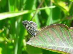 Leptotes cassius