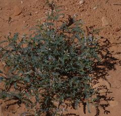 Astragalus lentiginosus wilsonii