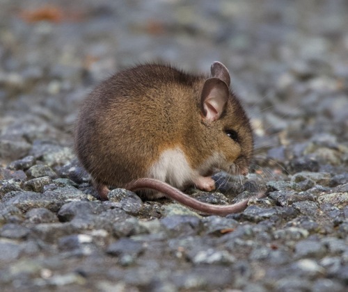 Western Deer Mouse