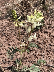 Astragalus ampullarioides