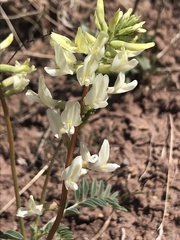 Astragalus ampullarioides