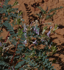 Astragalus lentiginosus wilsonii