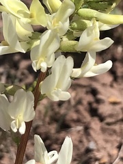 Astragalus ampullarioides
