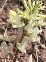 Astragalus ampullarioides