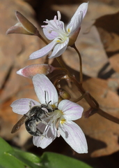 Andrena erigeniae