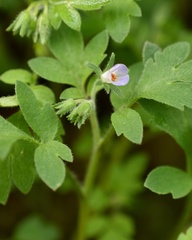Phacelia covillei