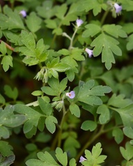 Phacelia covillei