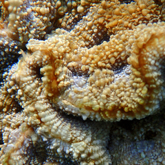 Acanthastrea