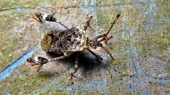 Meropachyinae