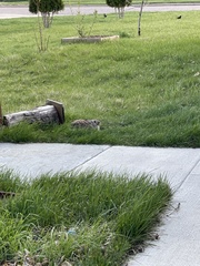 Sylvilagus floridanus