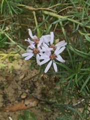 Olearia glutinosa