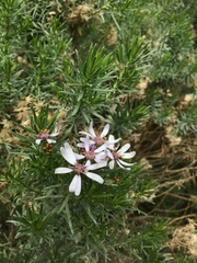 Olearia glutinosa