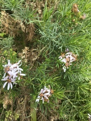 Olearia glutinosa
