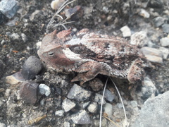 Phrynosoma taurus