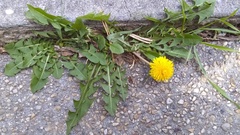 Taraxacum officinale