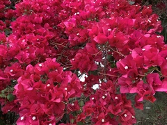 Bougainvillea