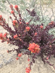 Castilleja latifolia