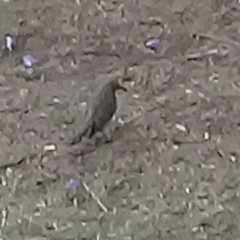 Toxostoma curvirostre