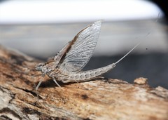 Callibaetis skokianus
