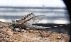 Callibaetis skokianus