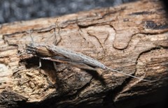 Callibaetis skokianus