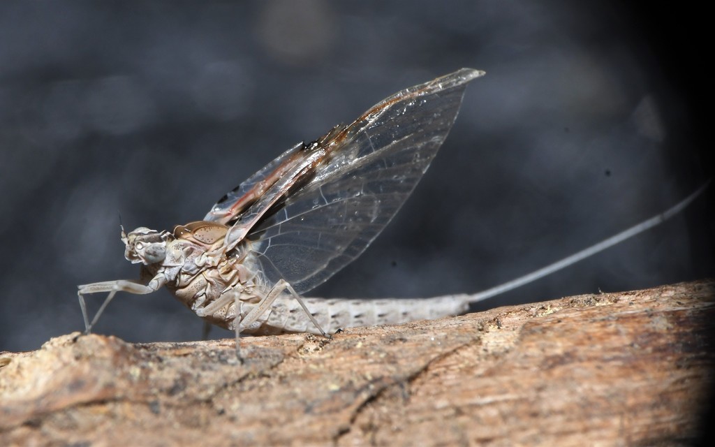 Callibaetis skokianus