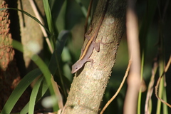 Anolis sericeus