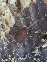 Myrmecophilus nebrascensis