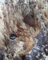 Myrmecophilus nebrascensis