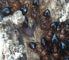 Myrmecophilus nebrascensis