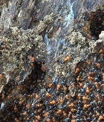 Myrmecophilus nebrascensis