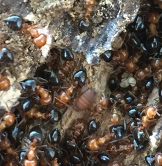 Myrmecophilus nebrascensis