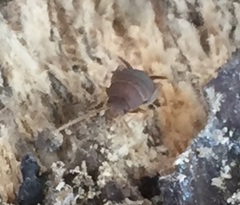 Myrmecophilus nebrascensis