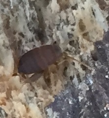 Myrmecophilus nebrascensis