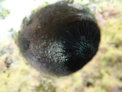 Echinostrephus aciculatus