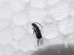 Grammoptera militaris
