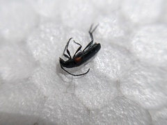 Grammoptera militaris