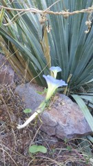 Ipomoea cardiophylla