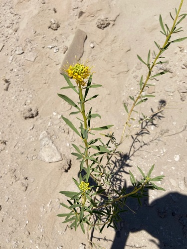 Image of Cleomella refracta by (c) Emily Chebul, some rights reserved (CC BY-SA)