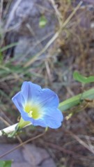 Ipomoea cardiophylla