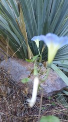 Ipomoea cardiophylla