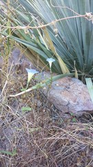 Ipomoea cardiophylla