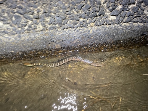 Asiatic Annulate Keelback, Trimerodytes aequifasciatus