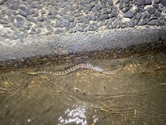 Trimerodytes aequifasciatus