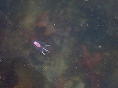 Euphysa